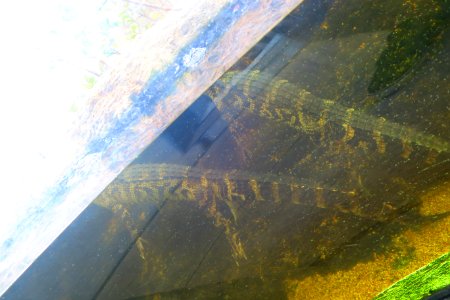 Water lizards