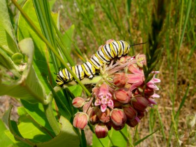 JacobowskiJ NamekagonRiverVisitorCenter MonarchCaterpillar 20150601 vpp