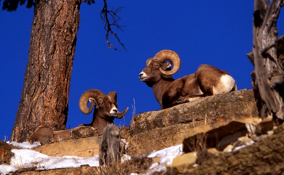 Bighorn rams are interesting