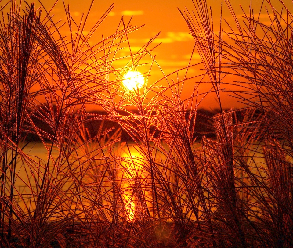 Golden sea oats