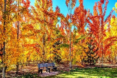 #fall has arrived in the #beautiful #community of #silverspringsyyc #calgary ! #captureyyc #photography #yycnow #yyc #trees