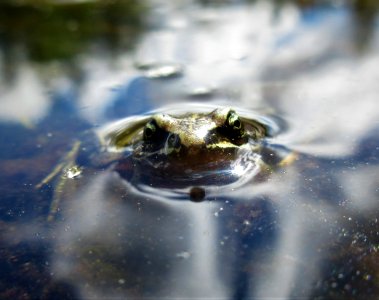 froggy