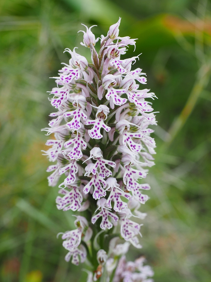 Bloom plant orchid