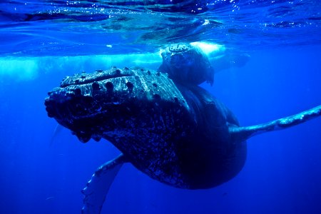 Humpback whale photo