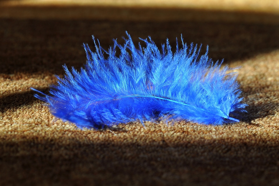 Bird feather airy slightly