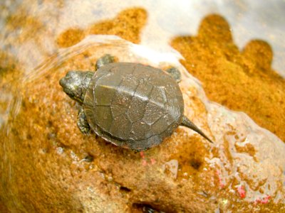 JacobowskiJ HaywardLanding PaintedTurtle 20090524 vpp