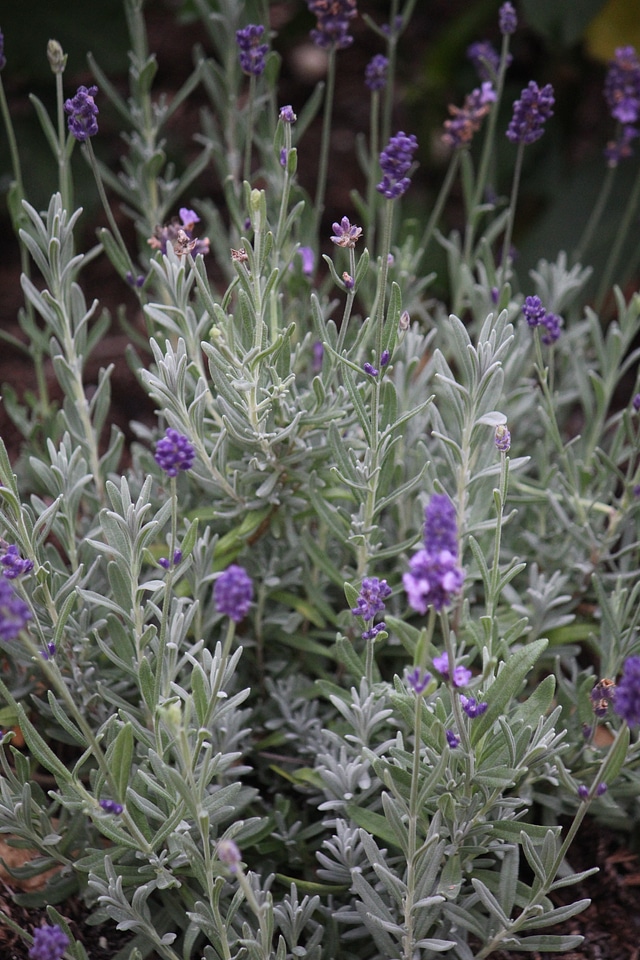 Herbs summer organic