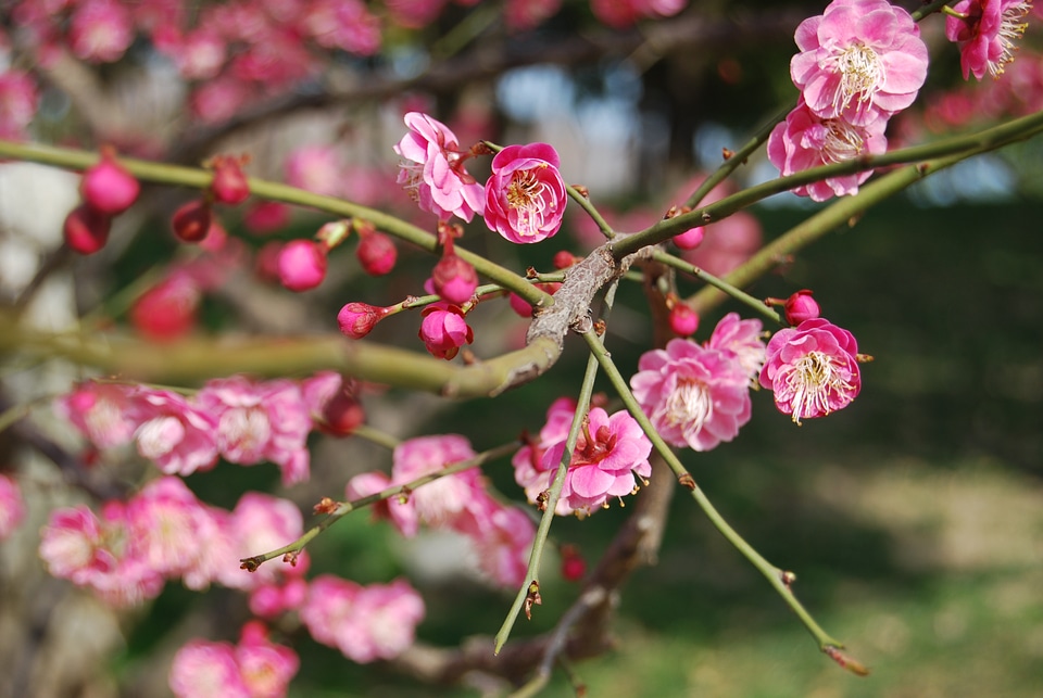 China wind pink branch