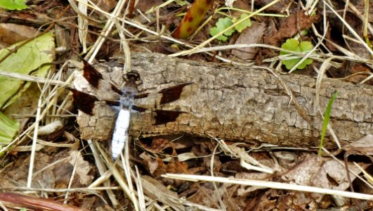 clear-wing dragonfly on bark