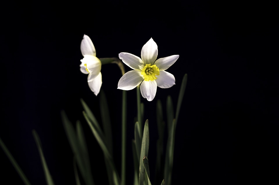 Blossoming daffodil narcissus