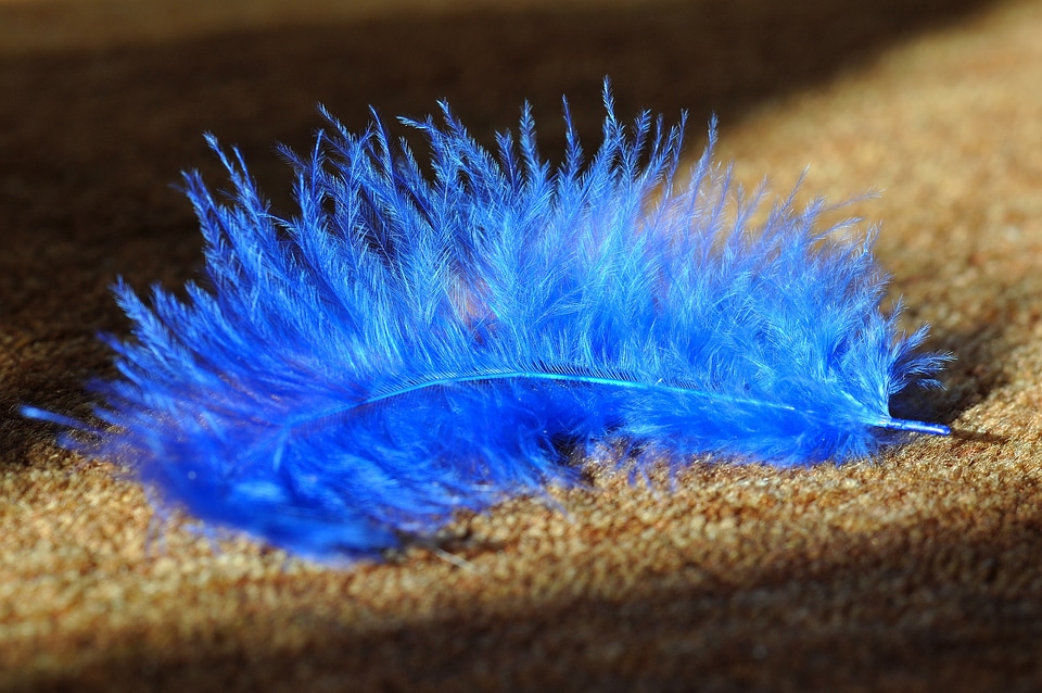 Bird feather airy tender