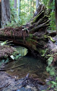 Roots, California redwood forest