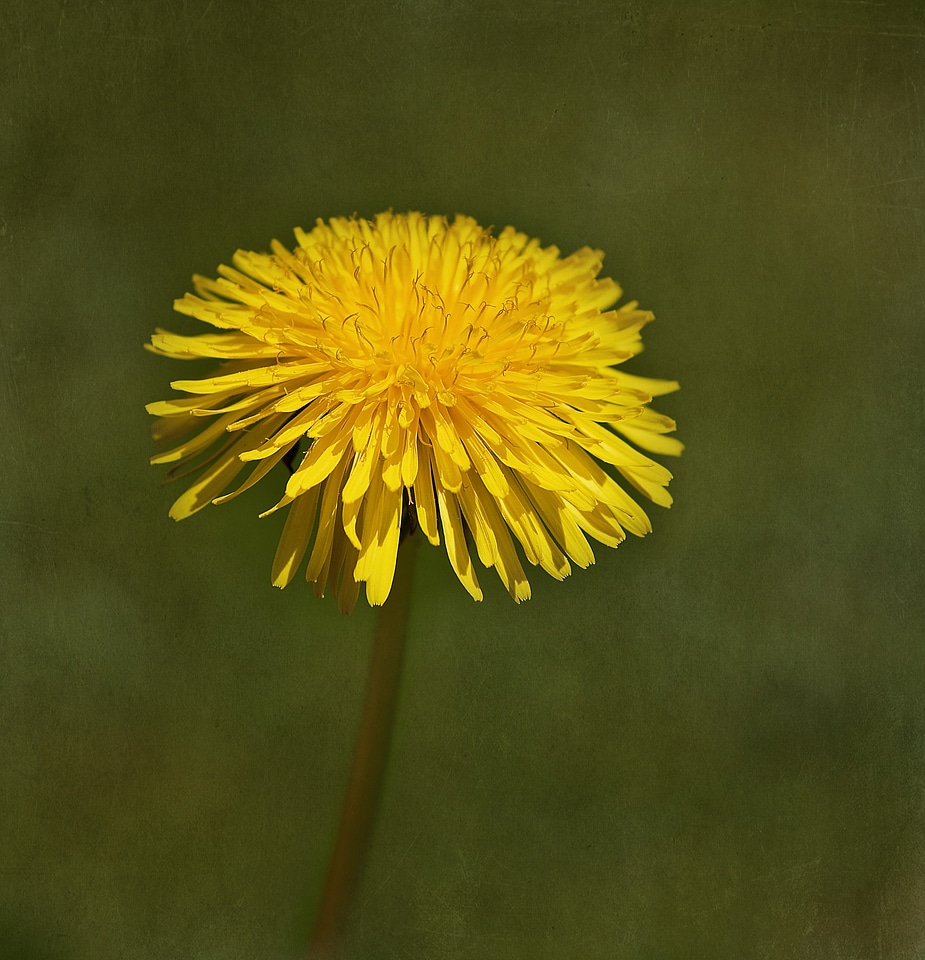 Bloom yellow nature