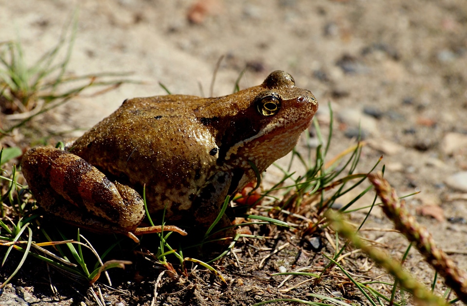 The frog nature Free photos