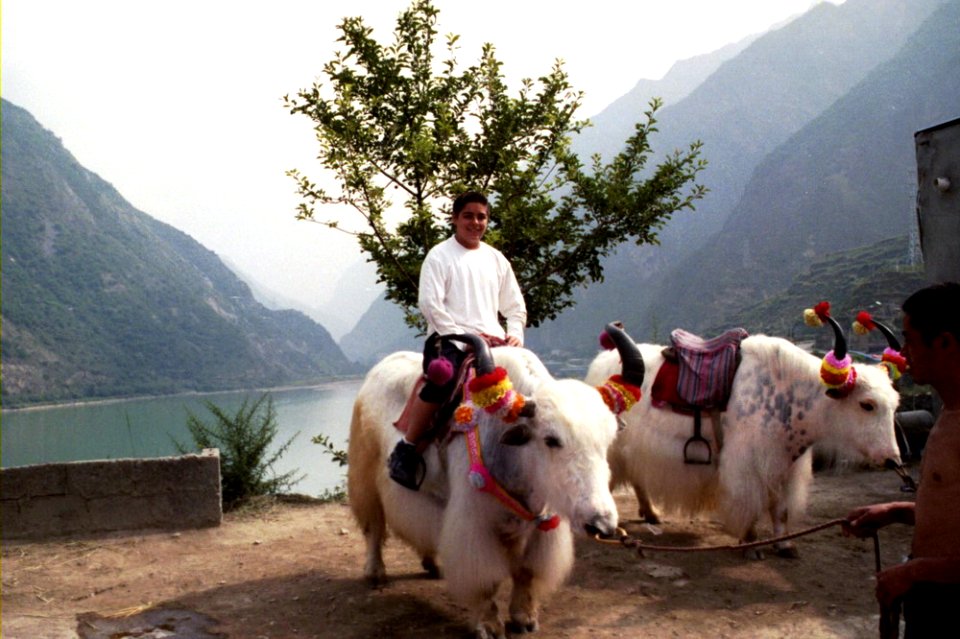 Yaks, parada turística camino de Chengdu a Yangshuo.