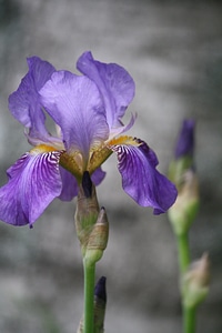 Nature purple flower