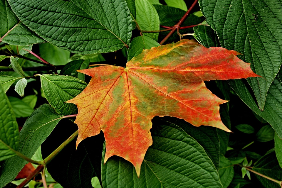 Foliage autumn clone