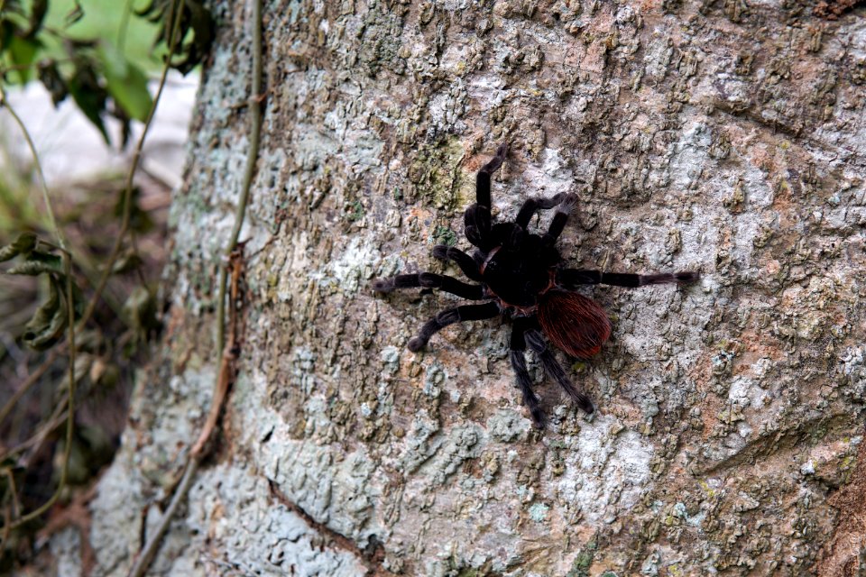 Beautiful tarantula
