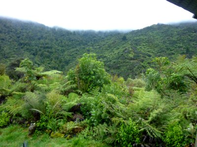 view from back porch