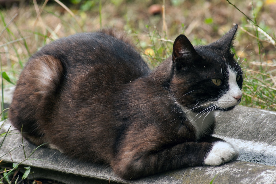 Wildcat resting place animal portrait