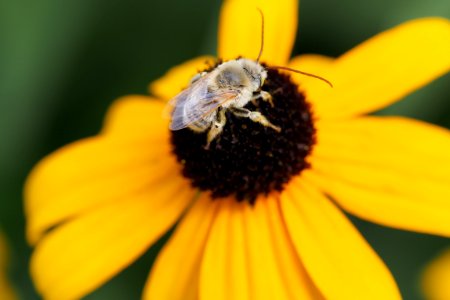 Bee on black-eyed susan