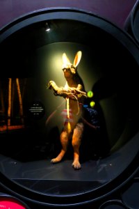 Curse of the talking rabbit