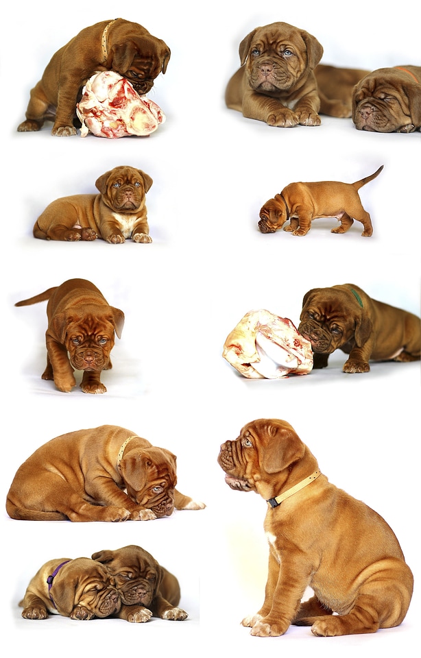 Animal white de