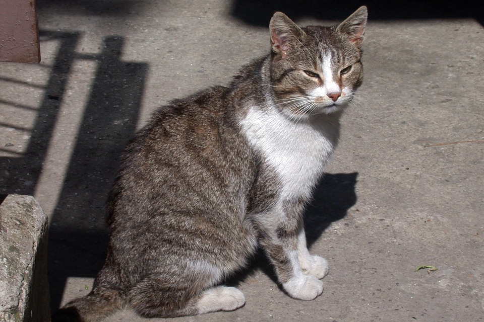 Cat resting place animal portrait