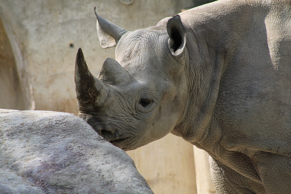 Rhinoceros animal portrait africa