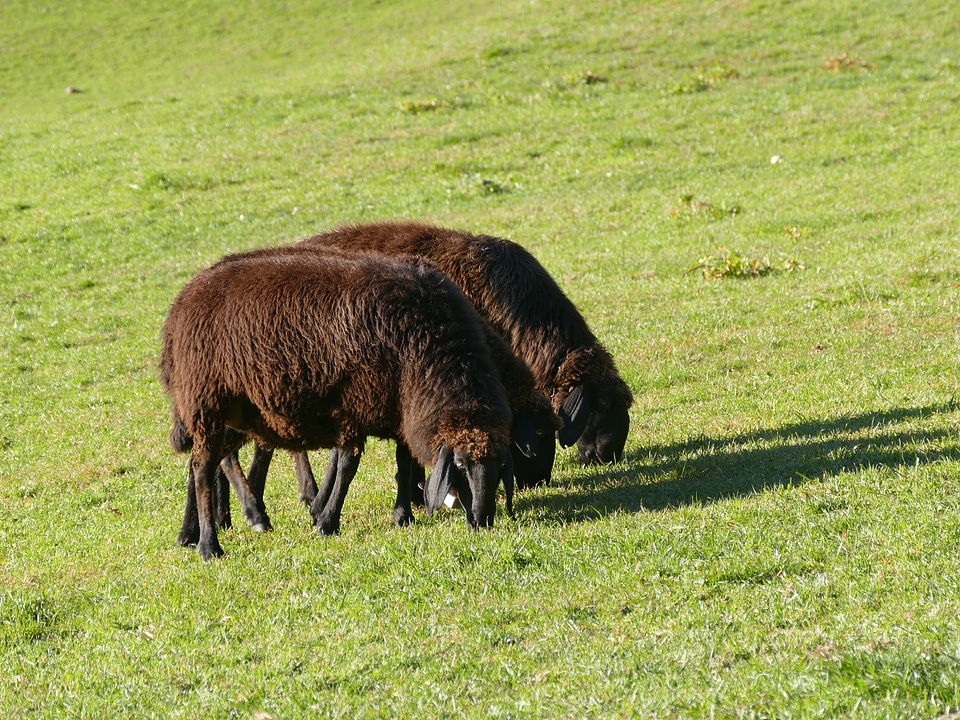 Livestock graze meadow