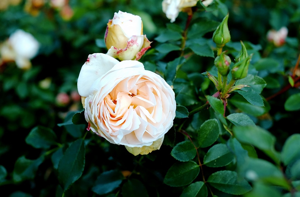 Bloom rose bloom fragrant