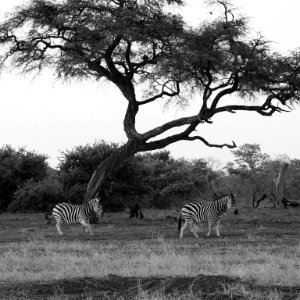 Zebras