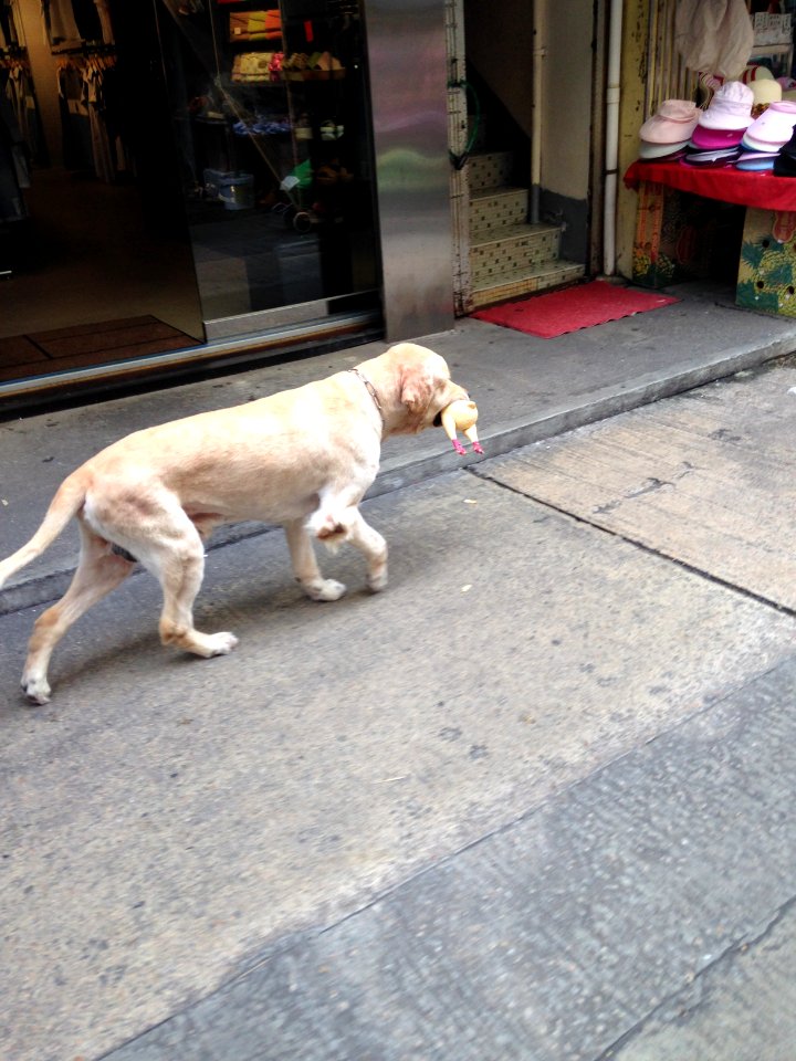 A dog fetching a toy chicken