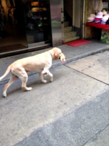 A dog fetching a toy chicken
