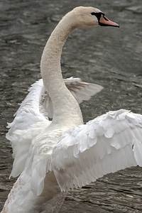 Animals wing wing beat