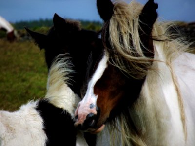 Ponies on the Moor