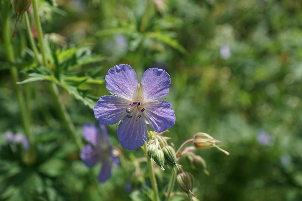 Spring aroma perfume