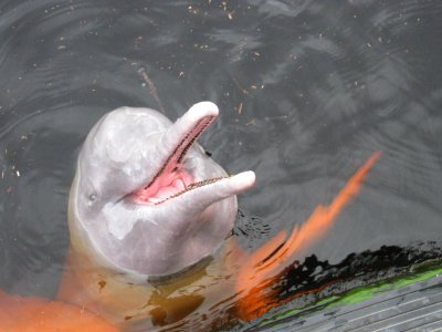 Boto cor-de-rosa - Pink dolphin photo