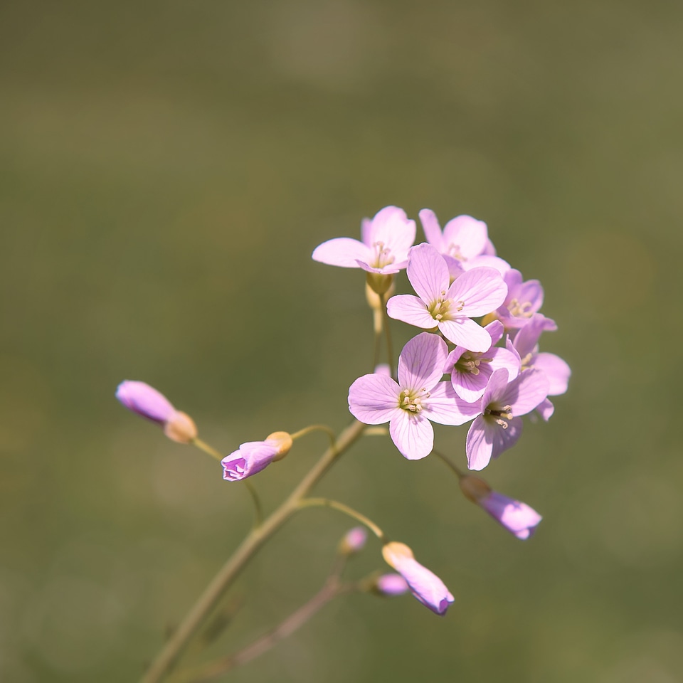 Pink nature close up