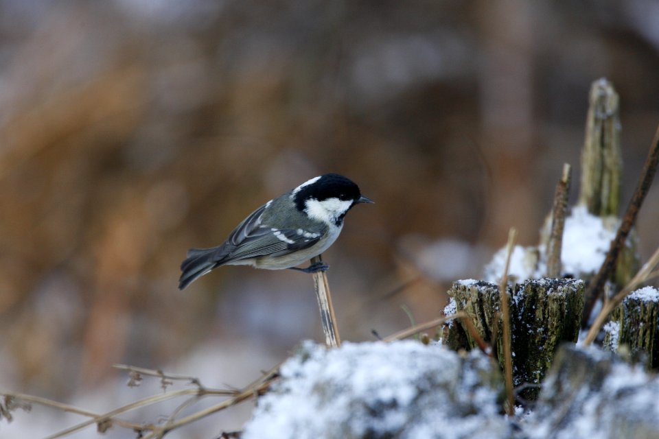 Coal Tit by a tree stump