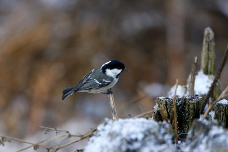 Coal Tit by a tree stump