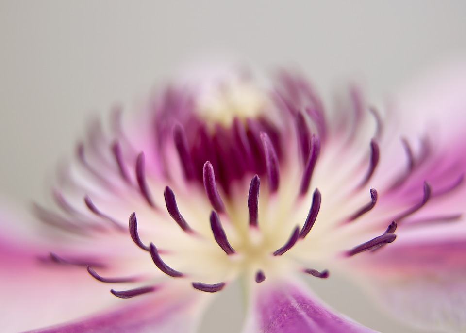 Close pink white