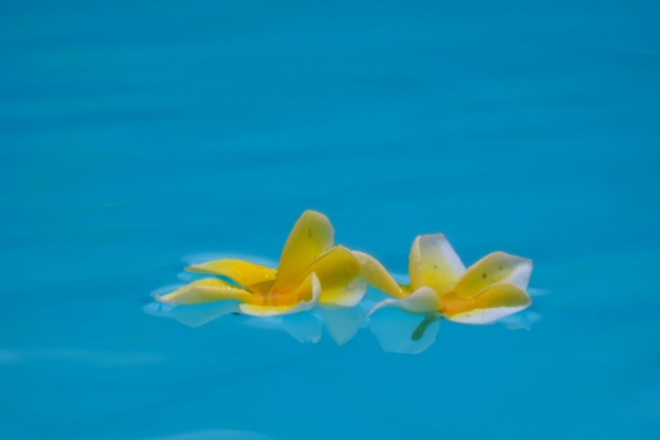 DSCF2451