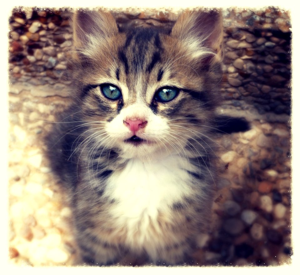 Fuffy, adorable brave kitten with a pink button nose photo