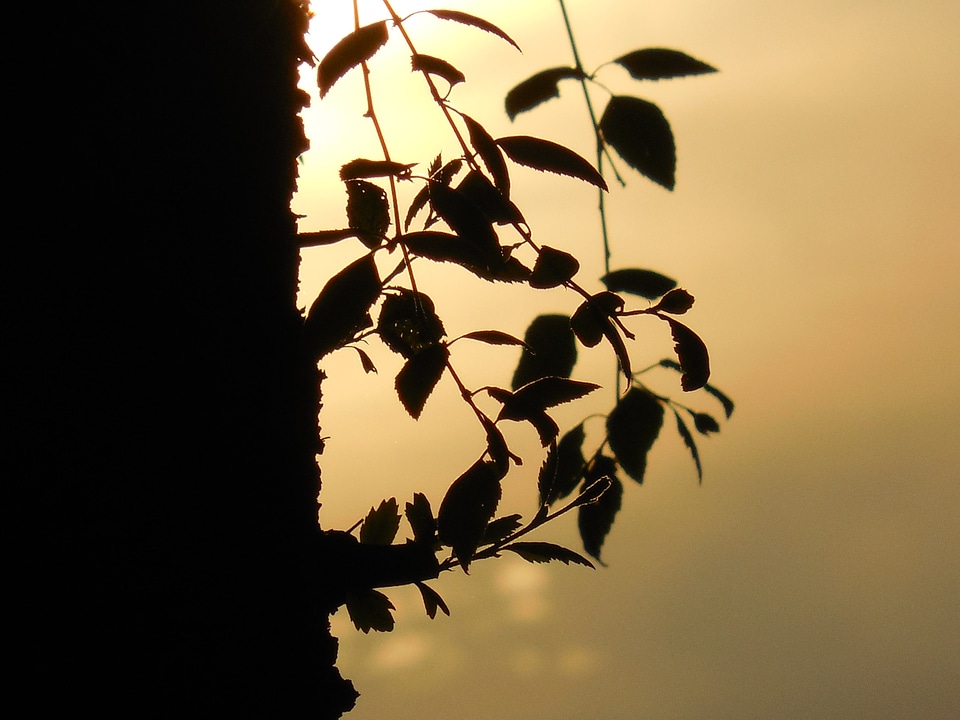 Design pattern nature