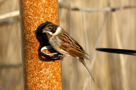 Reed Bunting