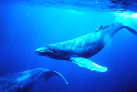 Humpback whale