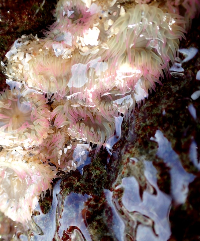 Pink Anemone Mendocino Coast