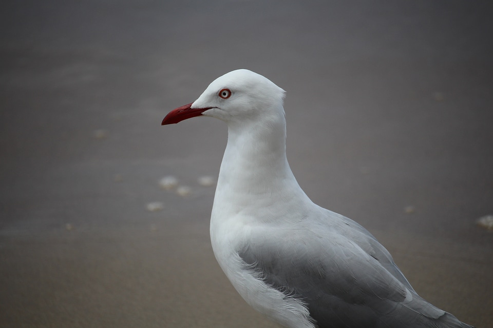 Wildlife animal beach