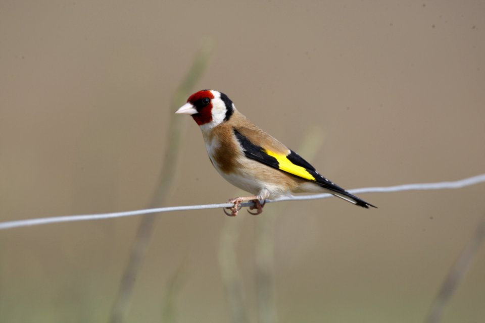 Goldfinch showing its wing pattern